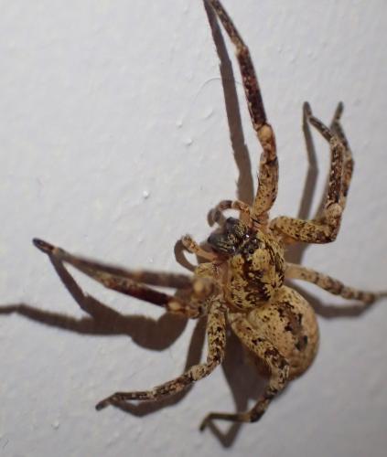 Zoropsis spinimana
